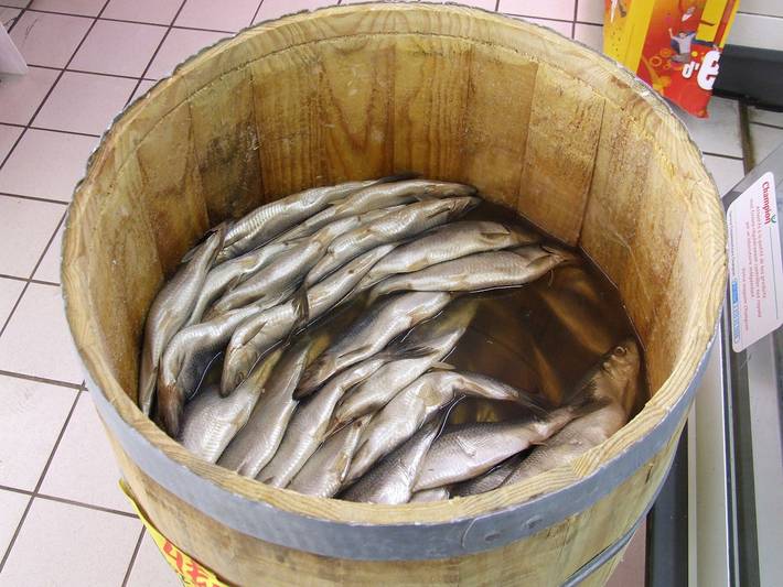 Silakoita puusaavissa. https://en.wikipedia.org/wiki/File:Heringsfass.JPG Silakoita puusaavissa. https://en.wikipedia.org/wiki/File:Heringsfass.JPG