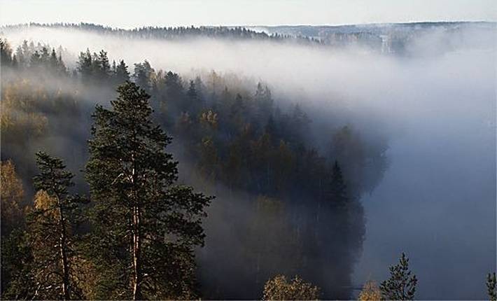 Metsä aamusumussa Metsä aamusumussa