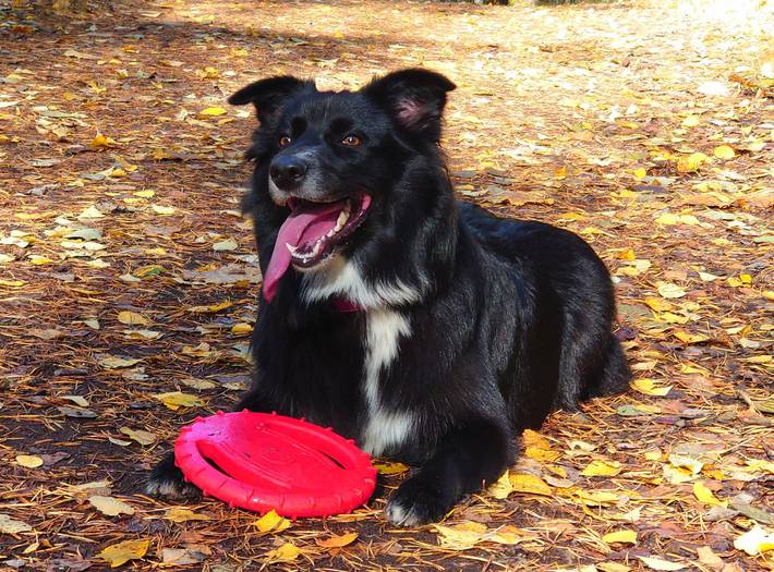 Musta-valkoinen koira, australianpaimenkoira, makaa maassa, kieli riippuen ja punainen koiran frisbee lelu etutassujen välissä. Iloinen ilme koiralla.